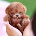 Miniatyrbillede 2 af 5: Min Realistiske Robot Hvalp, Mini Interaktivt Plyslegetøj Kæledyr Børn Sød Blød Robot Hund Kan Gå Og Gø - HZ[HK] B