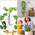 Miniatyrbillede 3 af 5: Stablet Mesh Plast Plante Støttepæl til Planter til at Vokse Opad Stang til Planter Indendørs Have[HkkK] 6Pcs Pack Stackable Version