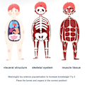 Miniatyrbild 5 av 5: 3D-modell av människokroppens torso för barn, anatomisk modell av skelett, 100 % ny [HK]