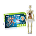 Miniatyrbild 1 av 5: 3D-modell av människokroppens torso för barn, anatomisk modell av skelett, 100 % ny [HK]