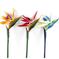 Miniatyrbild 5 av 5: Varm 65 cm stor elegant paradisfågel hem kontor konstgjorda blommor 3 stycken [HK] Red