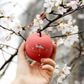 Miniatyrbild 5 av 5: Köktimer 360 Grader Roterande Plast Mekanisk Timer Alarm[HK] Lemon