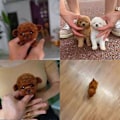 Miniatyrbillede 4 af 5: Min Realistiske Robot Hvalp, Mini Interaktivt Plyslegetøj Kæledyr Børn Sød Blød Robot Hund Kan Gå Og Gø - HZ[HK] B