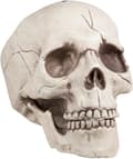 Dekorativt dödskalle-underkäksben för Halloween-dekorationer