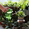 Miniatyrbillede 3 af 3: Vandkande, indendørs plantevandkande, lang tud Lille indendørs vandkande, grøn