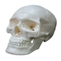 Pikkukuva 2 / 5: Elävän kokoinen ihmisen kallon malli 2-osainen kopio Realistinen ihmisen kallo irrotettavalla kallon kannella Anatomian opetusmateriaalit