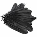 Miniatyrbillede 9 af 9: 100 stk./sæt Gåsefjer Diverse Fjer Sort black