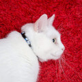 Miniatyrbild 6 av 7: Reflekterande kattkrage med klocka, 12-pack, Breakaway Cat Co