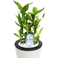 Miniatyrbilde 2 av 5: Automatisk vanningsenhet for planter med fugleformet spiss