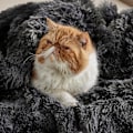 Miniatyrbillede 5 af 5: Blød Fuzzy Fuzzy Faux Fur Tæppe Grå - Hyggelig Fluffy Plys Sherpa Fleece Tæppe Shaggy Shaggy Tæppe Til Sofa Seng Sofa 50x60 Tommer 640 GSM