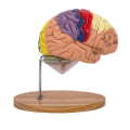 Miniatyrbilde 1 av 5: Menneskelig hjerneanatomi modell for hjernesykdomsstudie, hjerneanatomi modell hjerneanatomi modell organer undervisningsegenskaper