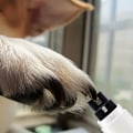 Miniatyrbillede 7 af 7: Elektrisk neglefil til kæledyr