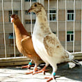 Miniatyrbilde 10 av 10: Due ringer til duer og fugler - flerfarget Multicolor