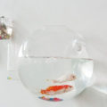 Miniatyrbilde 8 av 10: Hydroponic Vase Terrarium Ball Flower Pot S S