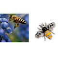 Miniatyrbilde 6 av 10: 3 stk Pearl Bee Corsage Krystallbrosje C C C