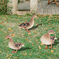 Miniatyrbillede 5 af 9: Andestatuer i akryl Andeskulptur C C C