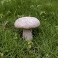 Pikkukuva 6 / 10: Resin Mushroom Patsas Sienikoristeet C C C