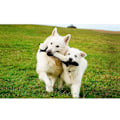 Miniatyrbillede 9 af 10: Hunde squeaky Toy Hunde Chew Toy A A A