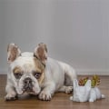 Miniatyrbilde 5 av 5: Sukkulent Planter Pot Plantepotter Fransk Bulldog Form