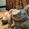 Miniatyrbillede 5 af 10: Lizard Ornament Pet Hat SORT FAST BETALING FAST BETALING Black Fixed payment-Fixed payment