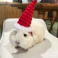 Miniatyrbild 7 av 10: Lizard Tomte Hatt Kanin Withscarf Juldräkt 01 01 01