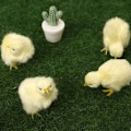 Miniatyrbild 10 av 10: Vocalize Plysch Chick Simulering Furry Chicken 4-WITH CROW 4-with Crow
