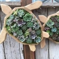 Pikkukuva 2 / 8: Eläimen muotoinen mehevä mehevä puutarha-järjestely TURTLE Turtle