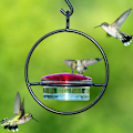 Miniatyrbillede 7 af 10: Hummingbird Feeder Fugle Vand Feeder SORT black