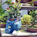 Miniatyrbilde 4 av 10: Blomsterpotte Hageplanter Potter A A A