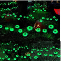 Miniatyrbilde 8 av 10: Halloween Scary Eyeball Lights Outdoor Solar Light HVIT white