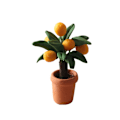 Pikkukuva 1 / 10: Baby talon tarvikkeet Mini hedelmäpuu SORANGE TREE APPELSIINIPUU SOrange Tree