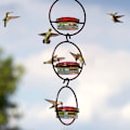 Miniatyrbillede 4 af 10: Hummingbird Feeder Fugle Vand Feeder SORT black