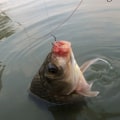 Miniatyrbilde 9 av 10: 12 stk/pakke fiskekrok Automatisk vippefiskekrok 3 3