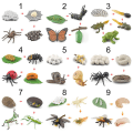 Miniatyrbild 2 av 10: Set Djurens livscykel 8 8 8