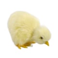 Pikkukuva 1 / 10: Vocalize Plush Chick Simulation Furry Chicken 6-WITH Crow 6-with Crow