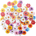 Pikkukuva 1 / 3: Chrysanthemum Button Puiset napit Kukka napit