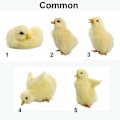 Miniatyrbillede 3 af 10: Vocalize Plys Duck Simulation Furry Duckling 3-LYD 3-LYD 3-Sound