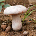 Miniatyrbilde 3 av 10: Resin soppstatue Sopppynt C C C