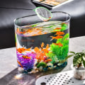 Miniatyrbillede 9 af 10: Goldfish Bowl Goldfish Tank 2 2 2