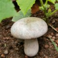 Miniatyrbilde 8 av 10: Resin soppstatue Sopppynt C C C