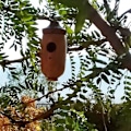 Miniatyrbild 9 av 10: Hummingbird House Hummingbird Nest C C C