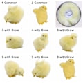 Pikkukuva 2 / 10: Vocalize Plush Chick Simulation Furry Chicken 7-WITH Crow 7-with Crow