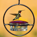 Miniatyrbillede 9 af 10: Hummingbird Feeder Fugle Vand Feeder SORT black