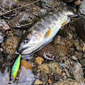 Pikkukuva 6 / 9: uppoava Minnow Baits Fish Hooks C C C