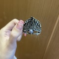 Miniatyrbilde 6 av 8: 2 STK Perlehårklemme Høy hestehalekloklemme C C C