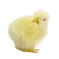 Pikkukuva 1 / 10: Vocalize Plush Chick Simulation Furry Chicken 5-WITH Crow 5-with Crow