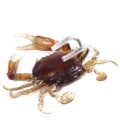 Miniatyrbillede 6 af 10: 2 stk Krabbe bløde lokker Krabbelokkemad 8CM 19G-A 8CM 19G-A 8cm 19g-A