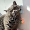 Miniatyrbilde 8 av 10: 2STK Kattemynte Baller Katt Mint ROSA GULROT GULROT Pink Carrot-Carrot