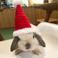 Miniatyrbild 3 av 10: Lizard Tomte Hatt Kanin Withscarf Juldräkt 03 03 03