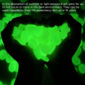 Miniatyrbilde 8 av 10: Glow In The Dark Stones Glow Pebbles HVIT HVIT White